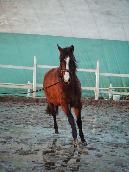 Mloda klacz 3,5 roku