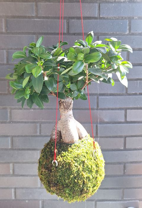 Kokedama - Bonsai Ficus