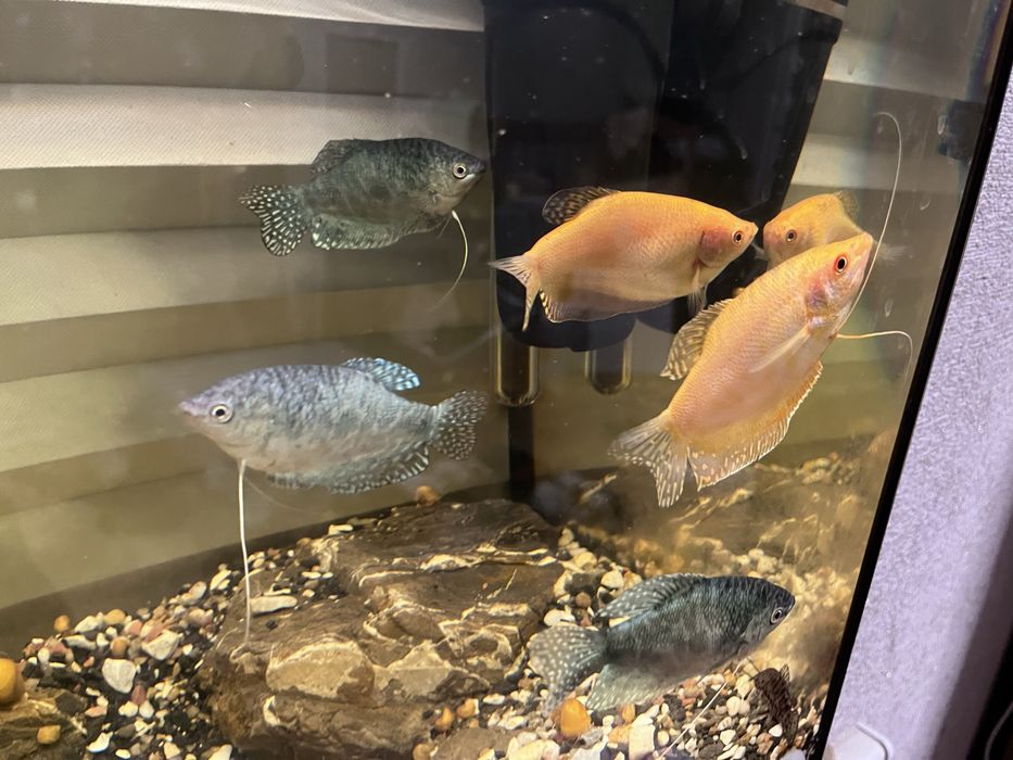 Акваріум 60 л з комплектуючими та рибками