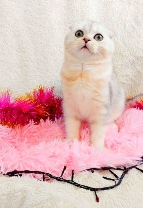 Висловухий котик шотландик