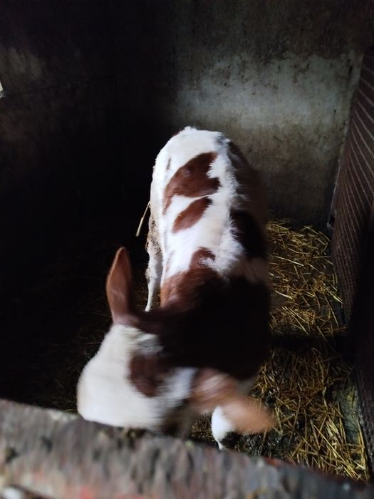 Продам червоно-рябу теличку