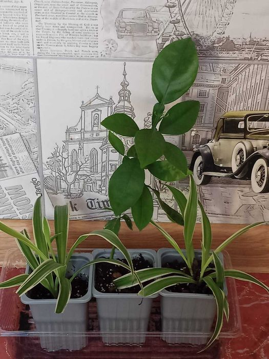 кімнатні рослини безкоштовно