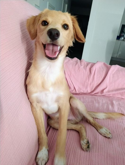 Tomo conta de cães. Estadias, Creche, Pet sitting, Dog Taxi
