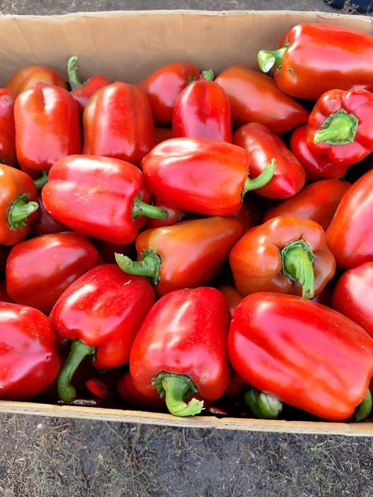 Продам перець Айвенго , Вікторія оптом білий ,червоний