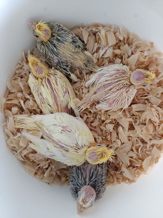 Caturras bebes para acabar de criar a mão