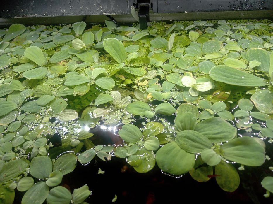 Rośliny akwariowe pływające - cena za sztukę