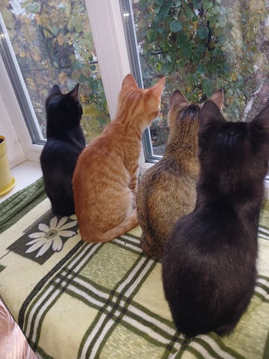 Безкоштовно, в добрі руки кошенята