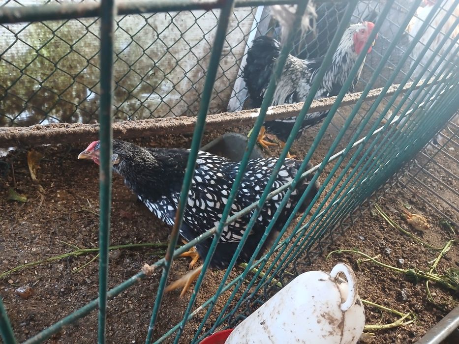 Galinhas de raça