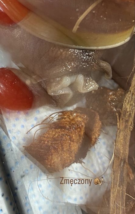 Ślimak afrykański archachatina marginata ovum