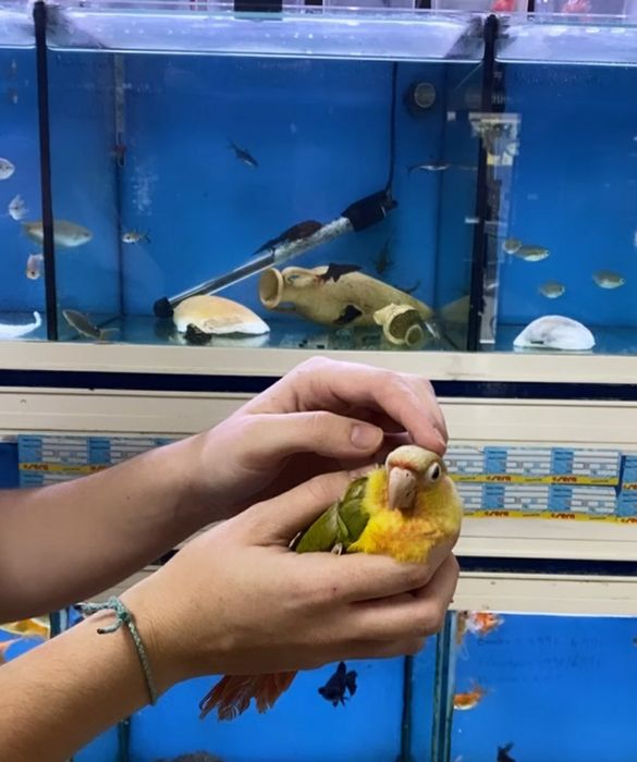 Pyrrhuras demosticados