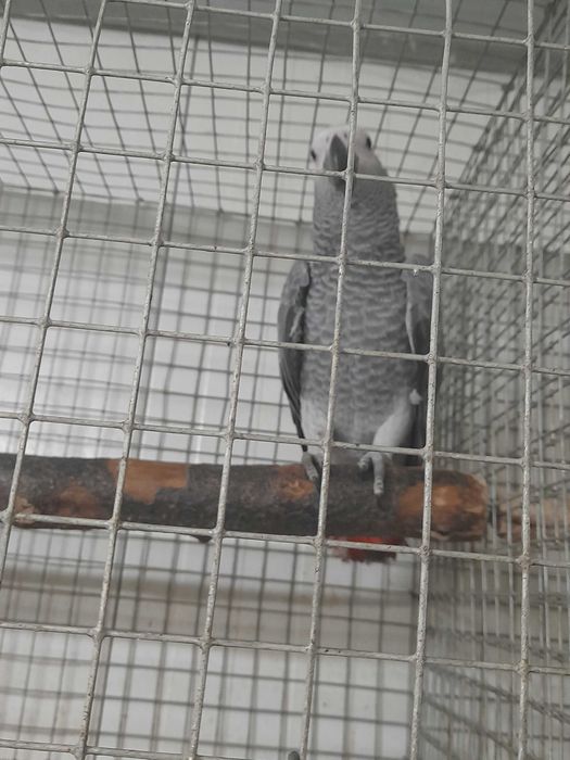 Papagaia Cinzenta 2026 criada pelos pais