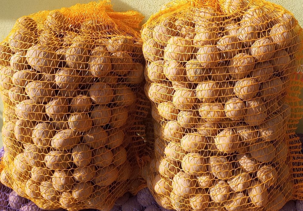 ziemniaki  wielkość sadzeniaka,  paszowe, odpadowe, drobne