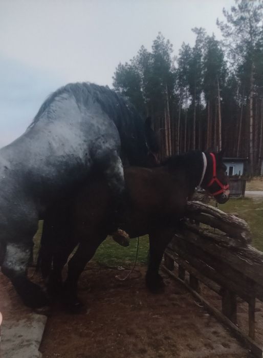 Sprzedam Ogiera Hipek