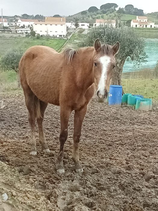 Éguas e poldras lusitanas
