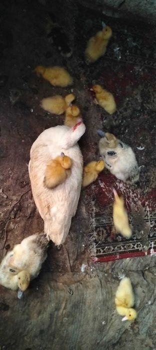 Продаються каченята мускусні (шипуни)