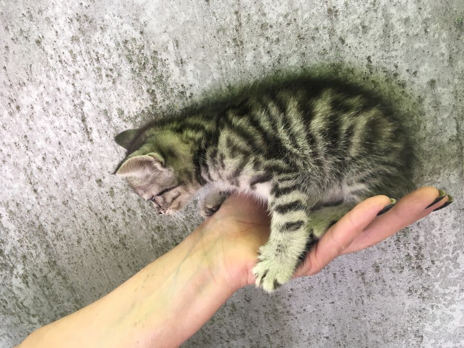 Маленькі клубочки щастя)