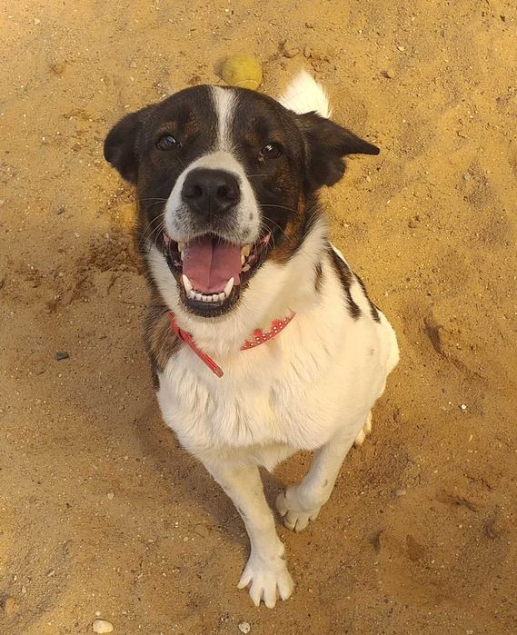 Lutka oddana do schroniska