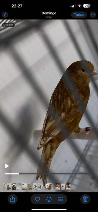 Canários Phaeo Branco ou Amarelo