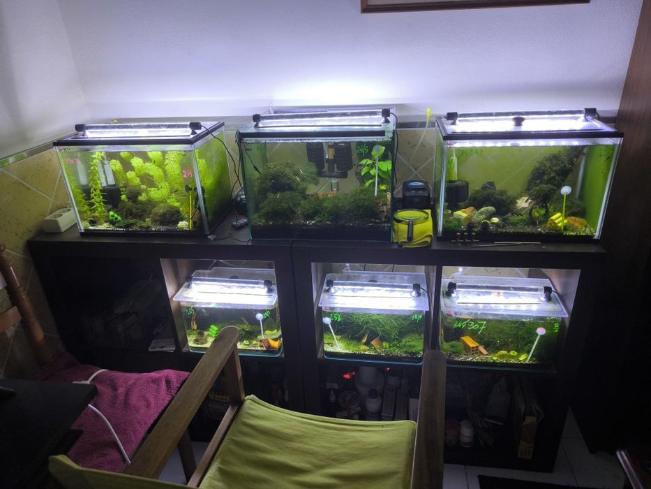 Aquários de peixes e neocaridinas completos.