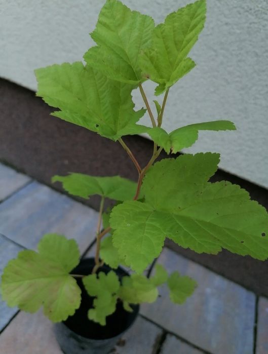 Pęcherznica cytrynowa
