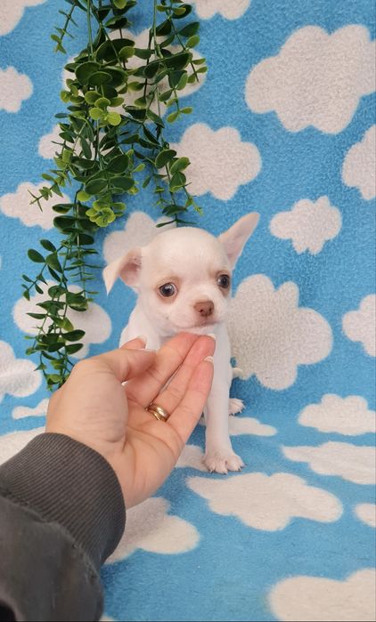 Excelente mini menino Chihuahua/Chiuaua Linhagem Russa,Qualidade