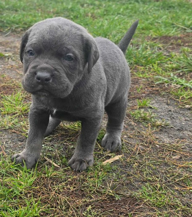 Cane Corso Szczeniaki