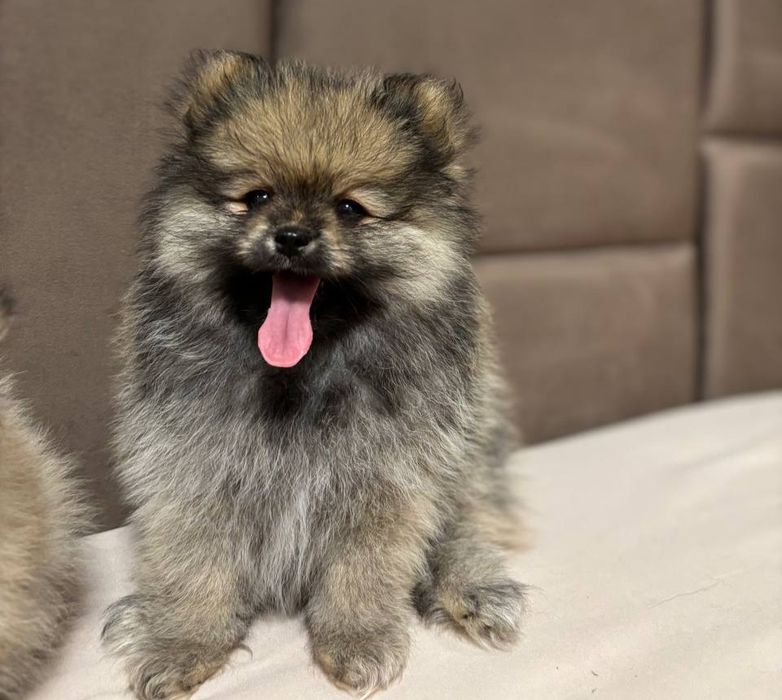 Померанський шпіц ексклюзив міні