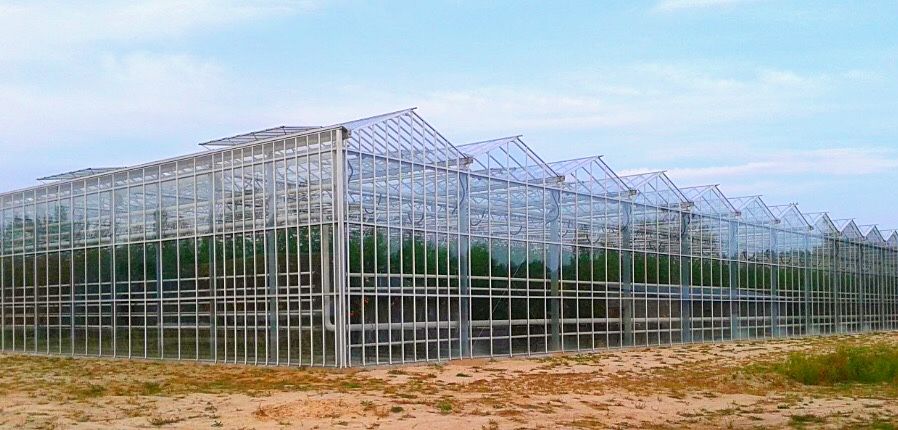 Готовий тепличний бізнес