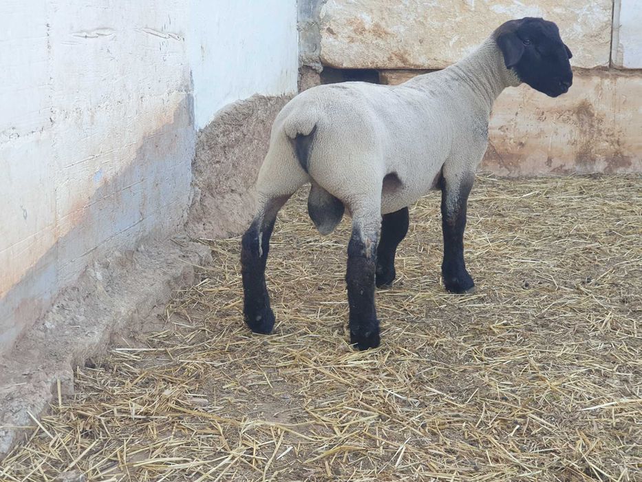 Borregos Suffolk Lnha Inglesa