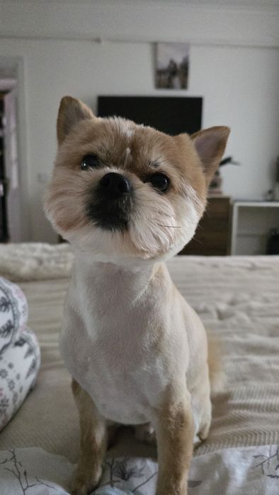 Шукаю дівчинку для вязки