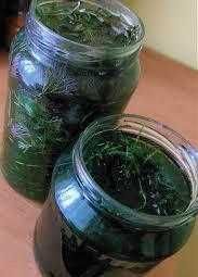 Rogatek sztywny  20 sztuk roślina akwariowa