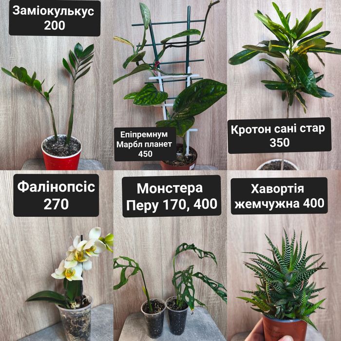 Кімнатні рослини дифінбахія сингоніум маранта аглаонема антуріум епіпр