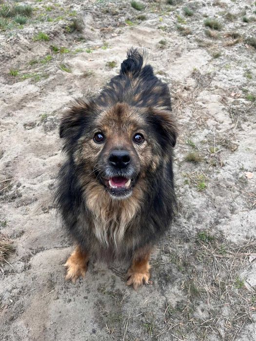 Toffik w schronisko w lututowie