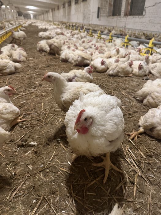 Продам бройлер. Курка.