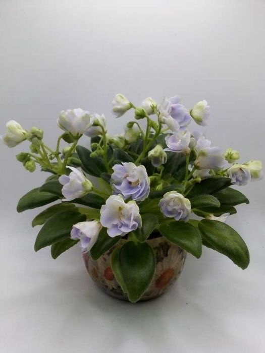 Міні та напівміні фіалки