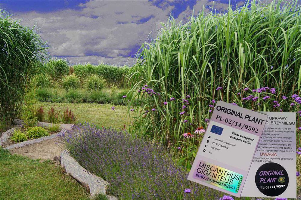 Miskant Olbrzymi Giganteus na żywopłot -Donice 3L   XXL Oryginalne !!!