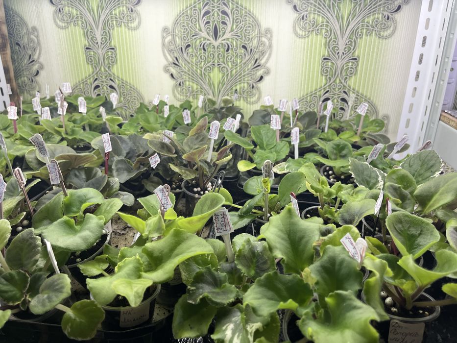 Дітки і стартери сортових фіалочок