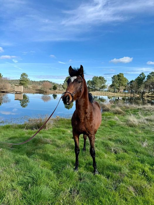 Poldro Livro Azul-Ussíles