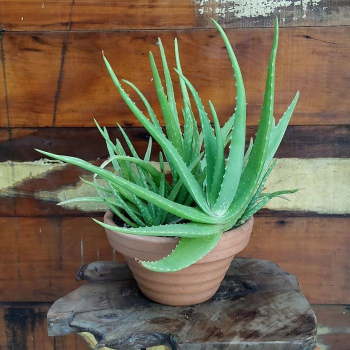 Vendo Aloe Vera, Espada São Jorge, Suculentas