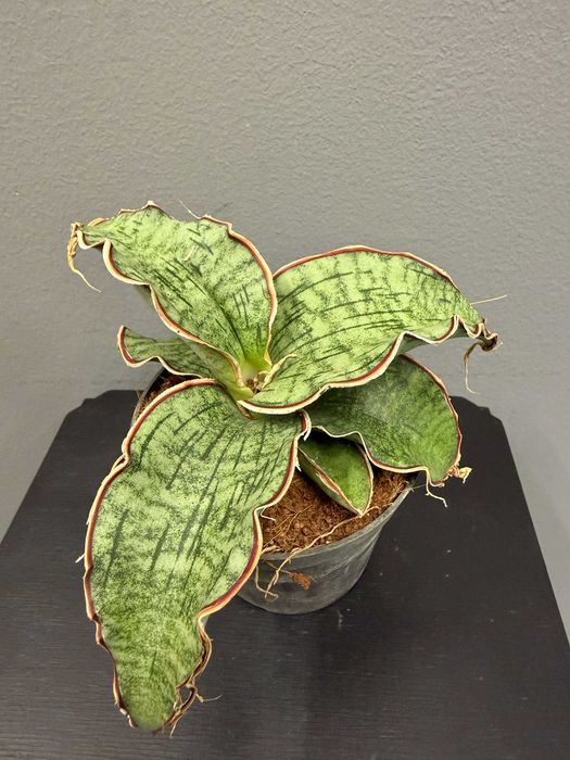 Sansevieria kirkii Silver Blue Sansewieria  d. 8,5