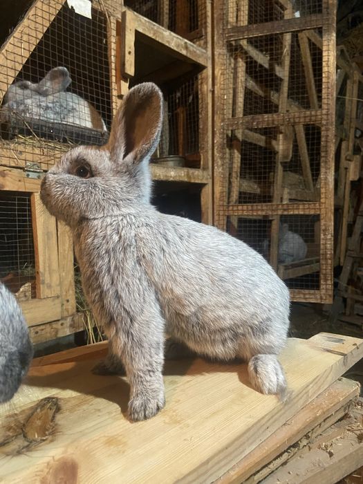 Велике Світле Срібло