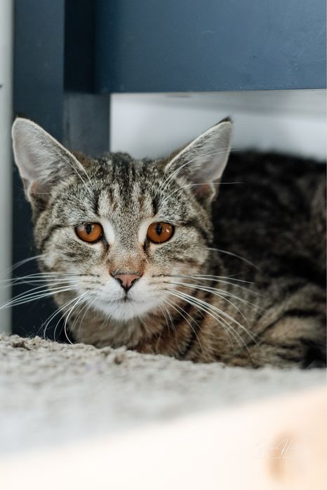 Młody kocurek do adopcji