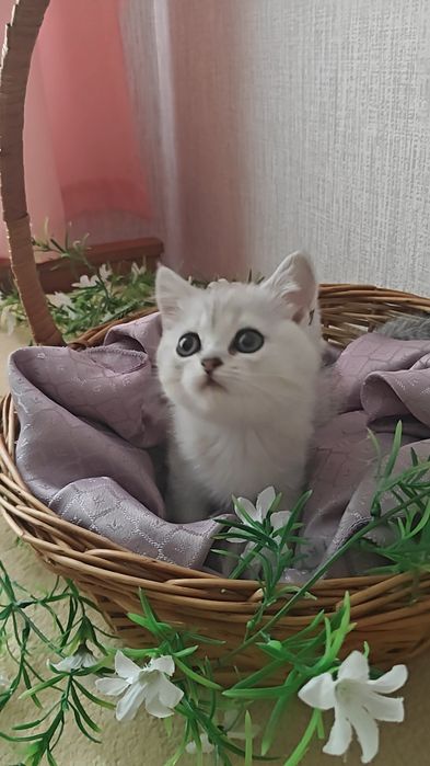 Шикарные серебристые шиншиллы