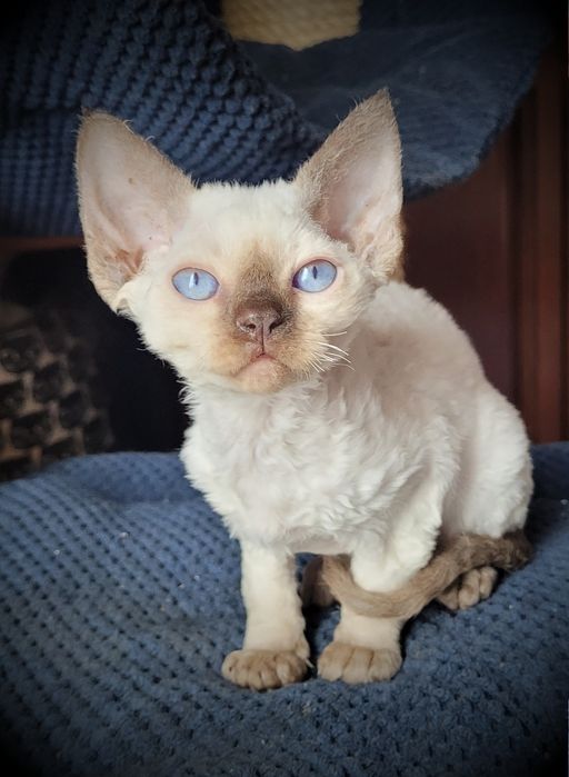 Kociak Devon Rex - Felis Polonia