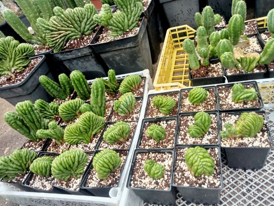 Cacto San Pedro cristata / monstruos