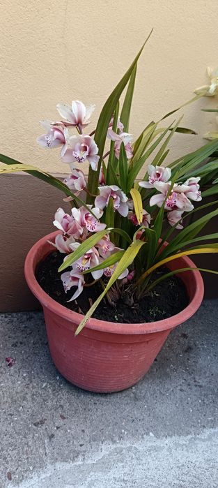 Vários vasos de orquídeas de 40cm de diâmetro