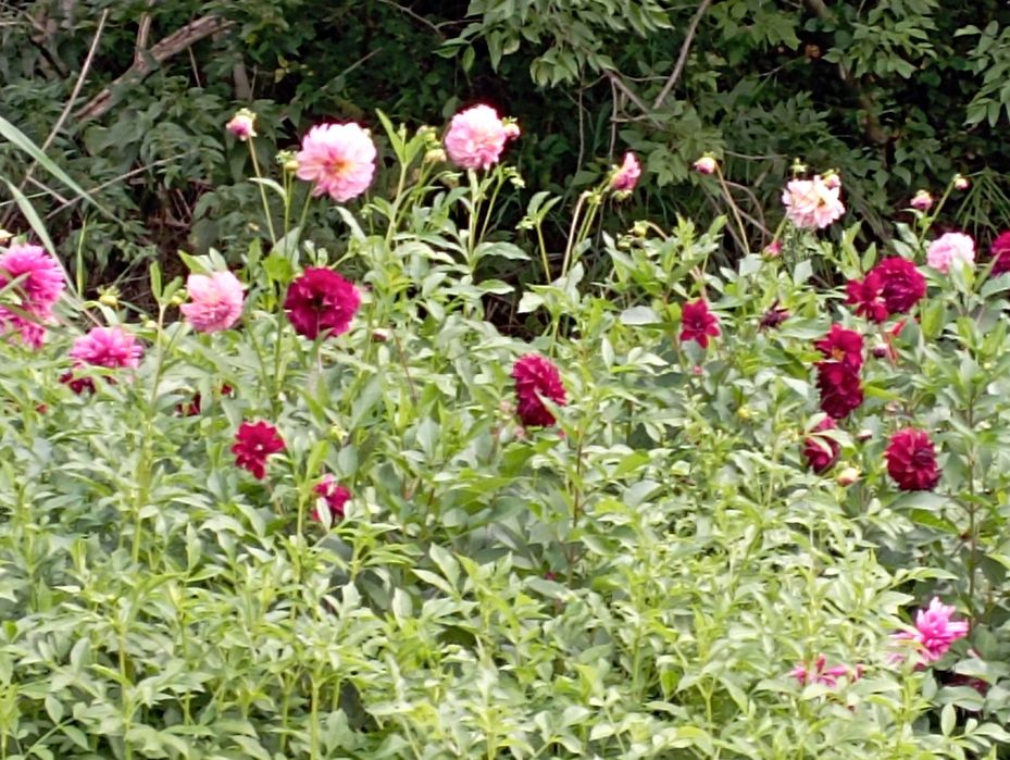 Георгины , жоржини, кусты георгины