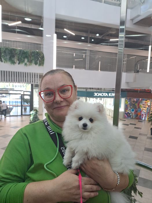 Померанский шпиц мальчик