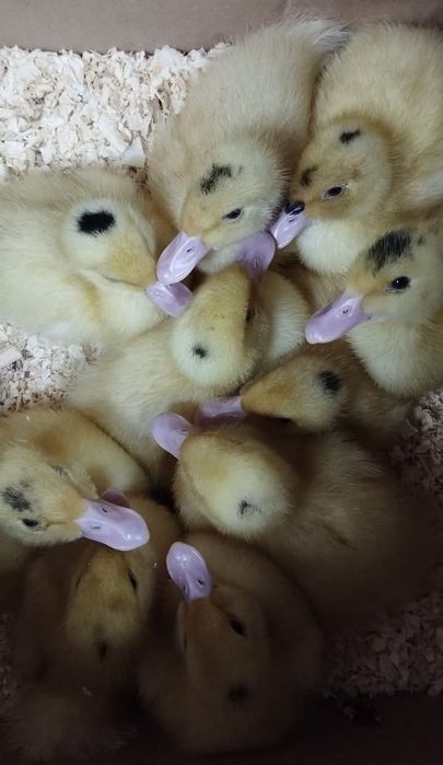 Каченята Муларди 10 денні