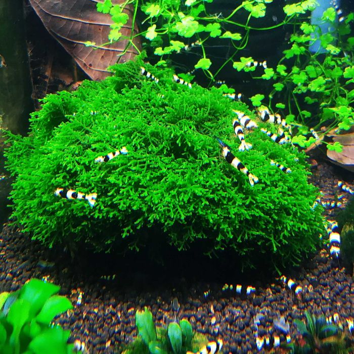 Mech Mini Pelia Riccardia Chamedryfolia Wątrobowiec
